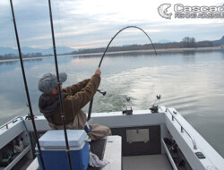 This is a monster sturgeon