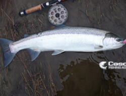 Chilliwack River Winter Steelhead