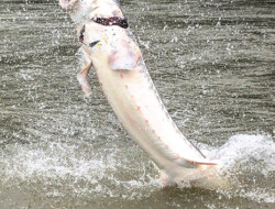 Sturgeon Jumping Out of The Water