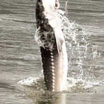 Cascade Fishing Adventures - Spring Report