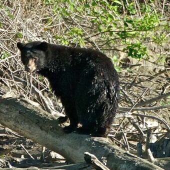 Cascade Fishing Adventures - Bear