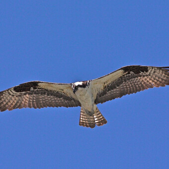 Cascade Fishing Adventures - Eagle Watching