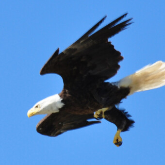 Cascade Fishing Adventures - Eagle