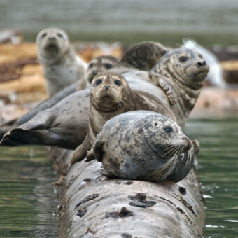 Cascade Fishing Adventures - Harbor Seals