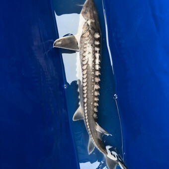 Cascade Fishing Adventures - Juvenile Sturgeon