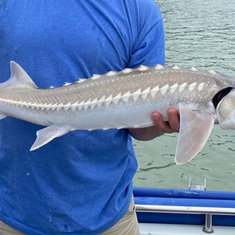 Cascade Fishing Adventures - White Sturgeon