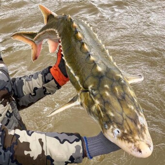 Cascade Fishing Adventures - Green Sturgeon