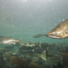 Cascade Fishing Adventures - Salmon Spawning