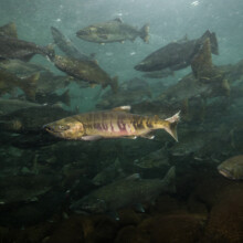 Cascade Fishing Adventures - Salmon Spawning