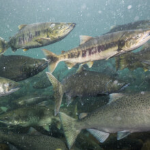 Cascade Fishing Adventures - Salmon Spawning