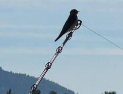 Swallows on the end of my fishing rod