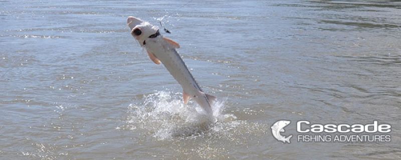 The Experience of a Sturgeon