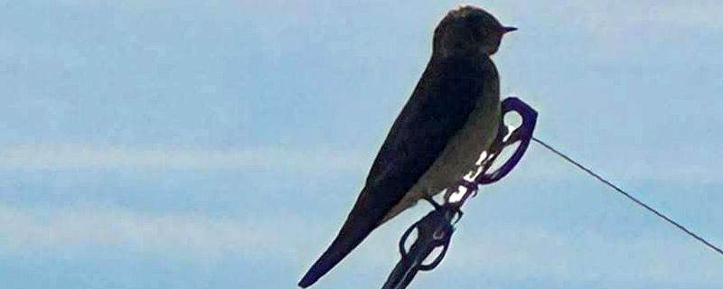Swallows on a Rod Tip