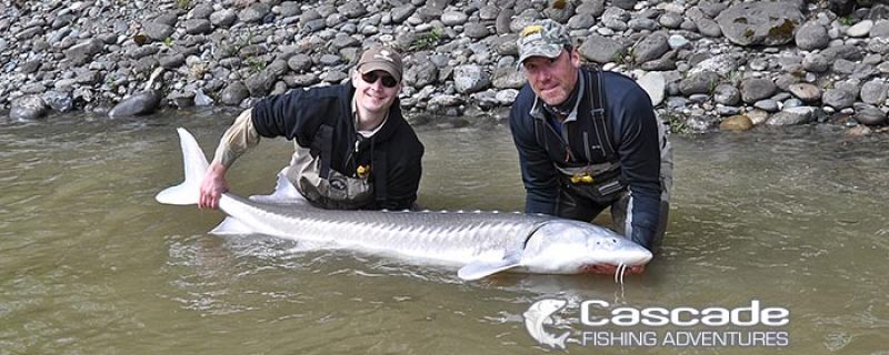 Fraser River Sturgeon Fishing – End of April (already!)