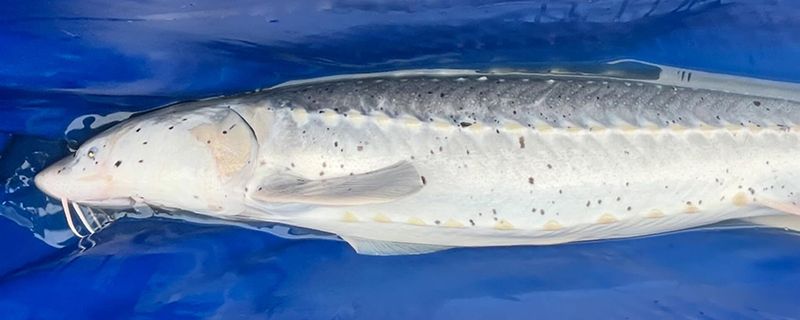 Sturgeon With Black Spots on Them