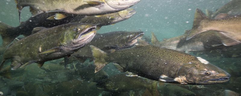 30 Million Pink Salmon