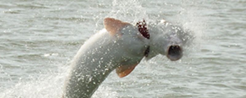 Fraser river fishing – July 2015