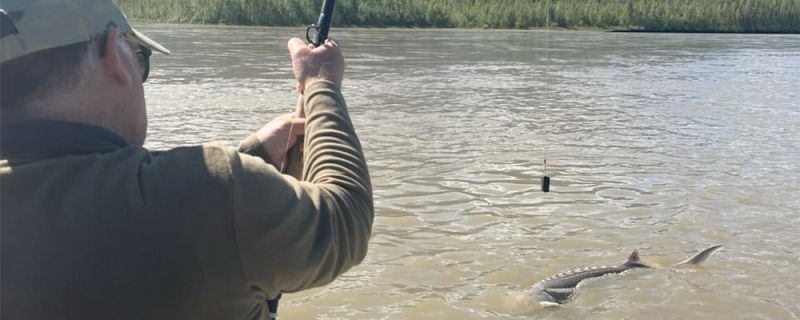 May 2025 Sturgeon Fishing Update